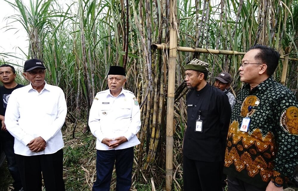 Bupati Malang Tertarik Kembangkan Tanaman Tebu Varietas Cening