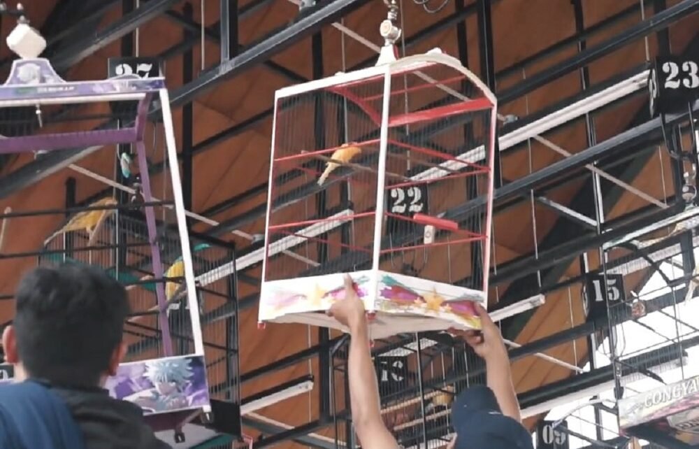 Mahesa Bird Contest "September Ceria" Siap Guncang Malang